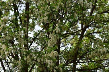 Çiçekli ağaç dalları, güzel çiçekler, yakın plan, bahar konsepti.  