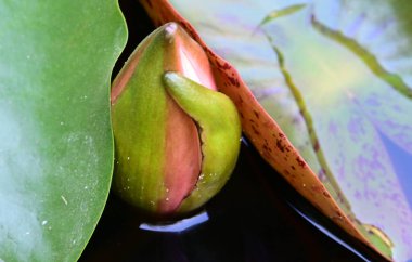 Güzel çiçek açan nilüfer çiçekleri yaz günü gölette büyür. 