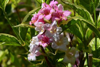 Güneşli bir günde bahçede büyüyen güzel çiçekler. 