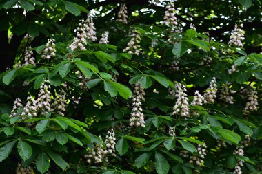 Güzel çiçekli kestane ağacı dalları, yakın plan, bahar konsepti.  