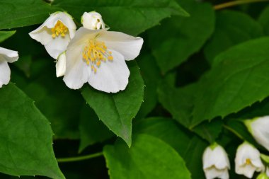 Yasemin çiçeği açan ağaç dalları, güzel çiçekler, yakın plan, bahar konsepti  