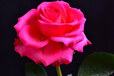 Güneşli bir günde bahçede yetişen güzel bir gül çiçeği. 