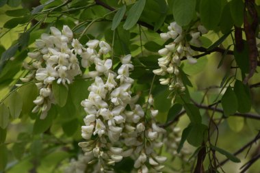 Çiçekli ağaç dalları, güzel çiçekler, yakın plan, bahar konsepti.  