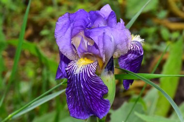 Güneşli yaz gününde bahçede büyüyen güzel göz. 