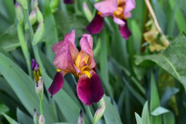 Güneşli yaz gününde bahçede büyüyen güzel irisler 