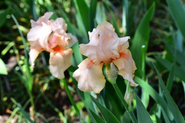 Güneşli yaz gününde bahçede büyüyen güzel irisler 