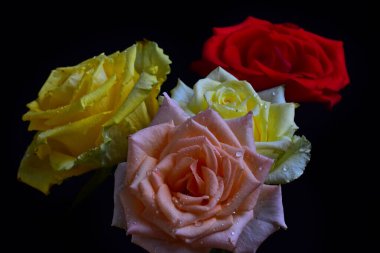 Koyu arkaplanda güzel güller, yaz konsepti, yakın manzara  