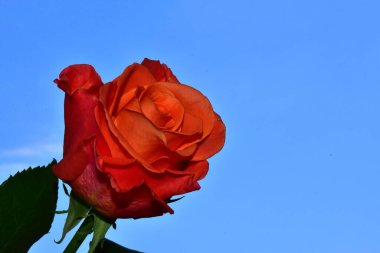Gökyüzü arka planında güzel bir gül, yaz konsepti, yakın manzara  