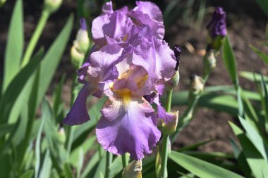 Güneşli yaz gününde bahçede büyüyen güzel irisler 