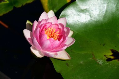 Güzel çiçek açan nilüfer çiçekleri yaz günü gölette büyür. 