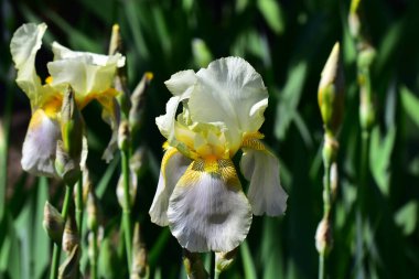 Güneşli yaz gününde bahçede büyüyen güzel irisler 