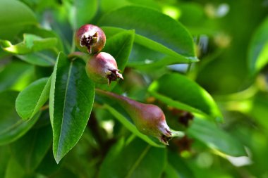 Olgunlaşmamış yeşil meyveli armut ağacı, yakın plan, bahar konsepti.  