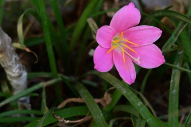 Güneşli bir günde bahçede büyüyen güzel çiçek. 