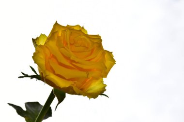 Gökyüzü arka planında güzel bir gül, yaz konsepti, yakın manzara  