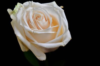 Koyu arkaplanda güzel bir gül, yaz konsepti, yakın görüş  