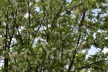 Çiçekli ağaç dalları, güzel çiçekler, yakın plan, bahar konsepti.  