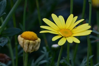 Güneşli bir günde bahçede büyüyen güzel çiçekler. 