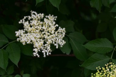 Güneşli bir günde bahçede büyüyen güzel çiçekler. 