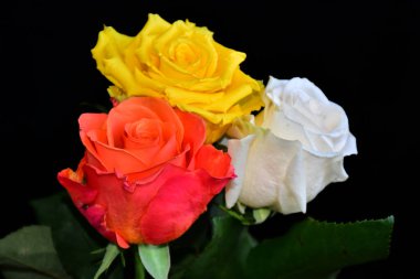 Koyu arkaplanda güzel güller, yaz konsepti, yakın manzara  