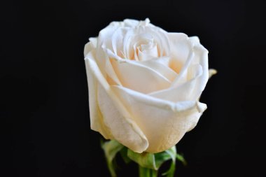 Koyu arkaplanda güzel bir gül, yaz konsepti, yakın görüş  