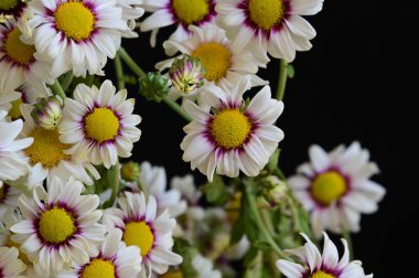 Koyu arkaplanda güzel papatya çiçekleri, yaz konsepti, yakın manzara  