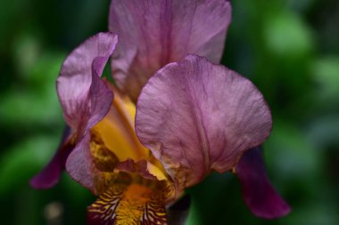 Güneşli yaz gününde bahçede büyüyen güzel göz. 