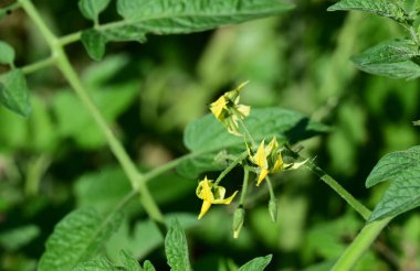 Güneşli bir günde bahçede büyüyen güzel çiçekler. 