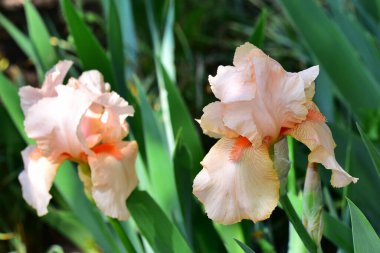 Güneşli yaz gününde bahçede büyüyen güzel irisler 