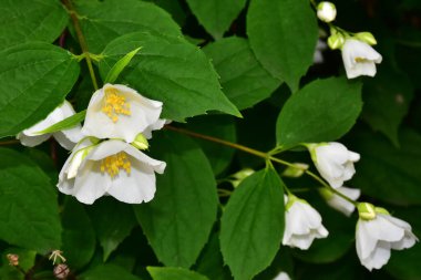 Yasemin çiçeği açan ağaç dalları, güzel çiçekler, yakın plan, bahar konsepti  