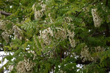 Çiçekli ağaç dalları, güzel çiçekler, yakın plan, bahar konsepti.  