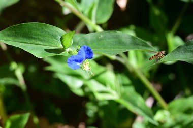 Güneşli bir günde bahçede büyüyen güzel çiçek. 
