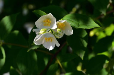 Yasemin çiçeği açan ağaç dalları, güzel çiçekler, yakın plan, bahar konsepti  