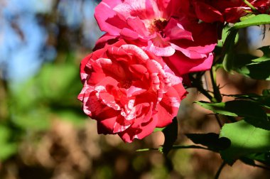  Güneşli bir günde bahçede büyüyen güzel güller 