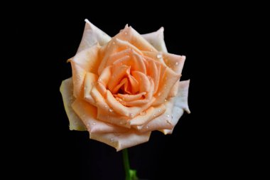 Güneşli bir günde bahçede yetişen güzel bir gül çiçeği. 