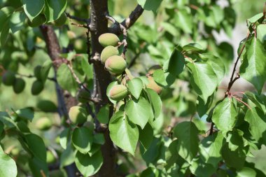 Açık havada yetişen olgunlaşmamış kayısıları olan ağaç, yaz konsepti, yakın görüş.  