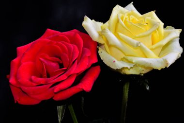 Koyu arkaplanda güzel güller, yaz konsepti, yakın manzara  