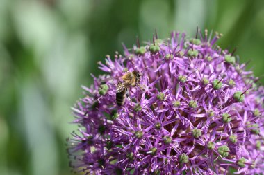 Güneşli bir günde bahçede büyüyen güzel çiçek. 