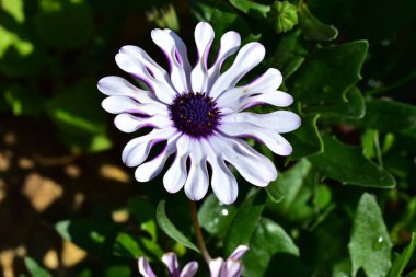 Güneşli bir günde bahçede büyüyen güzel çiçek. 