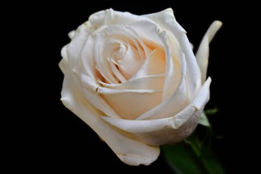 Koyu arkaplanda güzel bir gül, yaz konsepti, yakın görüş  