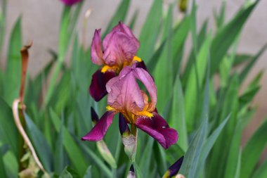 Güneşli yaz gününde bahçede büyüyen güzel irisler 