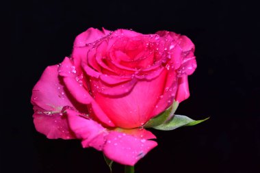 Güneşli bir günde bahçede yetişen güzel bir gül çiçeği. 