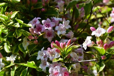 Güneşli bir günde bahçede büyüyen güzel çiçekler. 