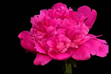 Güneşli yaz gününde bahçede yetişen güzel şakayık çiçekleri 