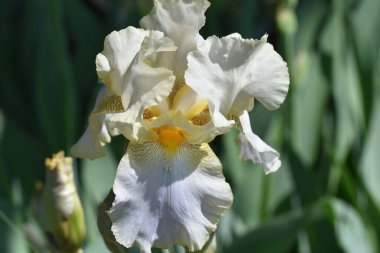 Güneşli yaz gününde bahçede büyüyen güzel göz. 