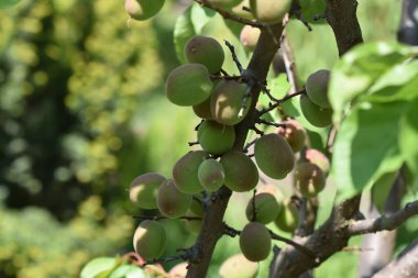 Açık havada yetişen olgunlaşmamış kayısıları olan ağaç, yaz konsepti, yakın görüş.  