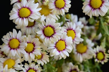 Koyu arkaplanda güzel papatya çiçekleri, yaz konsepti, yakın manzara  