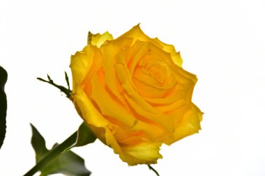 Gökyüzü arka planında güzel bir gül, yaz konsepti, yakın manzara  