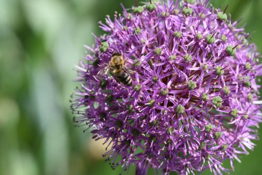 Güneşli bir günde bahçede büyüyen güzel çiçek. 