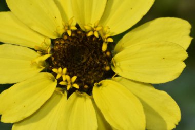 Güneşli bir günde bahçede büyüyen güzel çiçek. 
