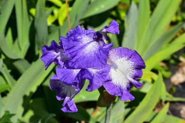 Güneşli yaz gününde bahçede büyüyen güzel göz. 